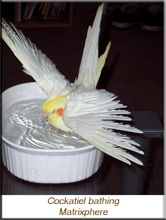 Cockatiel bathing